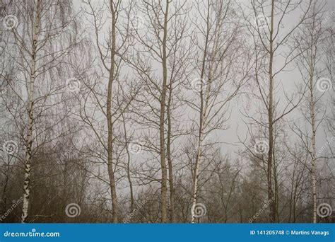 Naked Birch Trees In Heavy Mist In Countryside Stock Photo Image Of Mist Snow