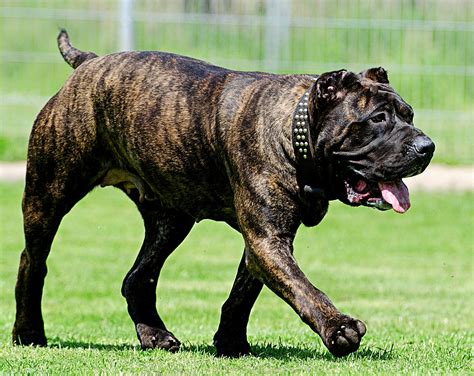 10 Most Dangerous Dog Breeds In America List - Infoupdate.org