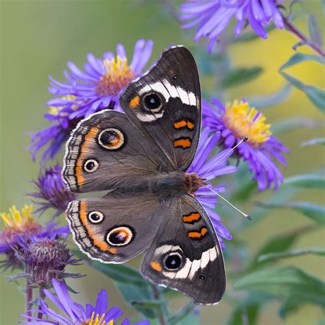 Buckeye Butterfly - Prairie Garden Trust