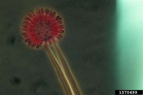Aspergillus Fungi Genus Aspergillus