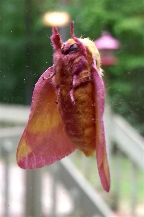 Rosy Maple Moth Facts Habitat Diet Life Cycle Baby Pictures