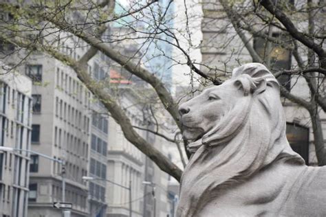 60+ Nyc Public Library Lions Stock Photos, Pictures & Royalty-Free ...