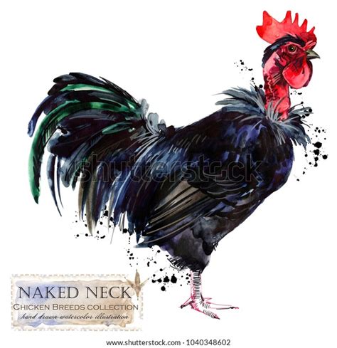 Naked Neck Hen Over 30 Royalty Free Licensable Stock Illustrations Drawings Shutterstock