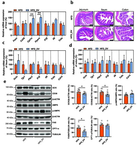 A The Relative MRNA Expression Of Genes For Lipid Metabolism Fasn