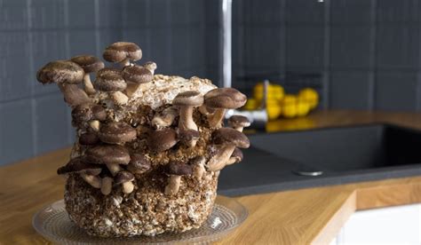 Guide to grow mushrooms