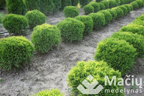 Tuja vakarinė "Danica" (Thuja occidentalis) - Mačių medelynas