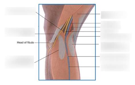 popliteal fossa Diagram | Quizlet