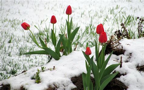 Winter Flowers Wallpapers - Top Free Winter Flowers Backgrounds ...
