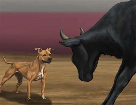What Is Bull Baiting Pitbull