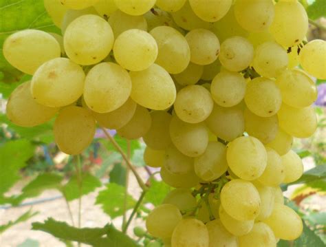 Саженцы винограда довга купить в Москве по цене от 990 рублей