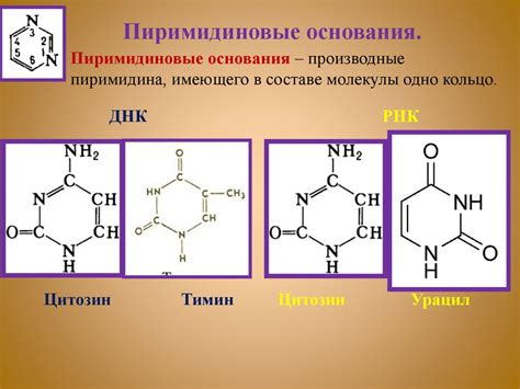 Нуклеиновые кислоты - презентация онлайн