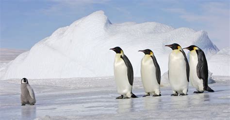 Free Penguins Preschool Lesson Plans - Stay At Home Educator