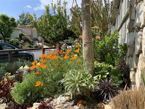 A Drought Tolerant California Garden Fine Gardening