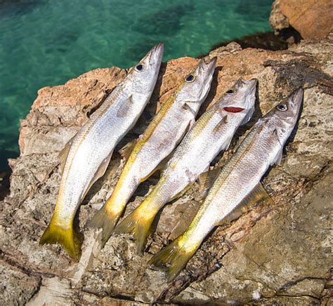 Royalty Free Whiting Fish Pictures, Images and Stock Photos - iStock