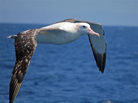 Natureza E Vida Os Albatrozes TÊm A Maior Envergadura De Qualquer Ave