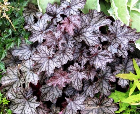 гейхера гибридная Sugar Frosting