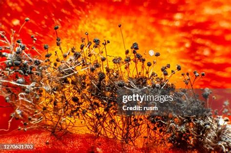 Mold Fungus On Rotten Tomato Under The Microscope High-Res Stock Photo ...