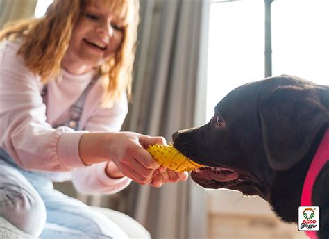 C Mo Consentir A Un Perro Y Sin Malcriar Blog Agrocampo Colombia