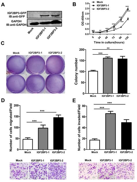 Enhanced Cell Growth Colony Formation Migration And Invasion With Download Scientific Diagram