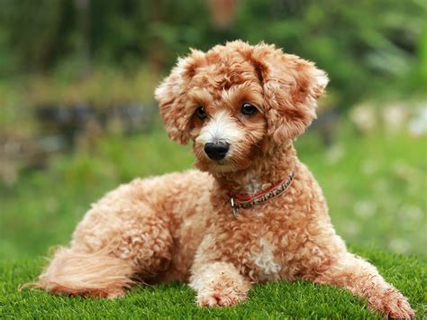 Породы собак: Пудель (50 фото) Описание породы. Характеристика, фото