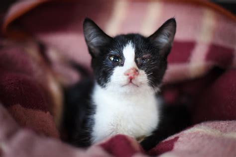 Kitten Eye Infection: Causes, Symptoms, and Remedies - Veterinarians.org