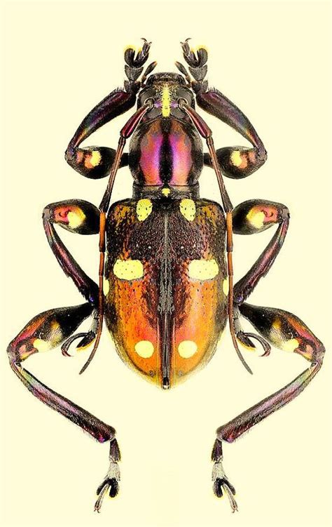 pin oleh maria eka wahyuni  model baju model pakaian desainer