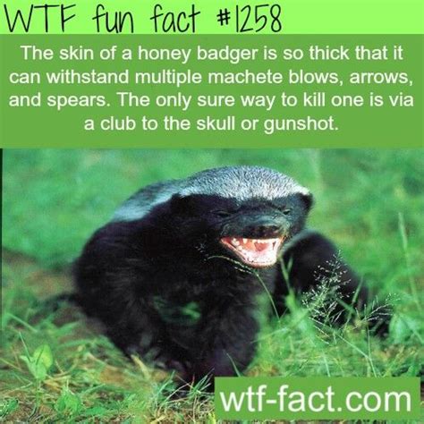 Honey Badger Animal Facts Fun Facts Wtf Fun Facts