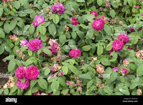 Rose (Rosa) rose de resht Stock Photo - Alamy
