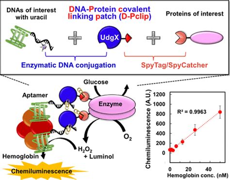 Exploration And Application Of Dna Binding Proteins To Make A Versatile