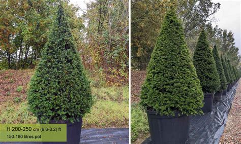 Yew Taxus Baccata Plants Stock Image Of Sale 30639500 59 Off