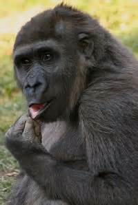 Gorillas Gave Humans Pubic Lice News In Science Abc Science