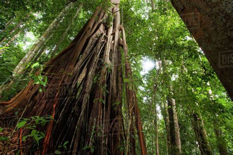 Fig Tree Ficus Sp In Rainforest Bukit Barisan National Park Sumatra