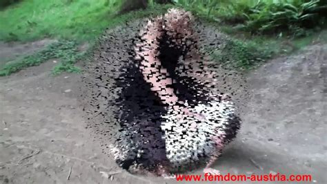 Petplay Porn Videos Free Xxx Rated Sex Videos Xhamster