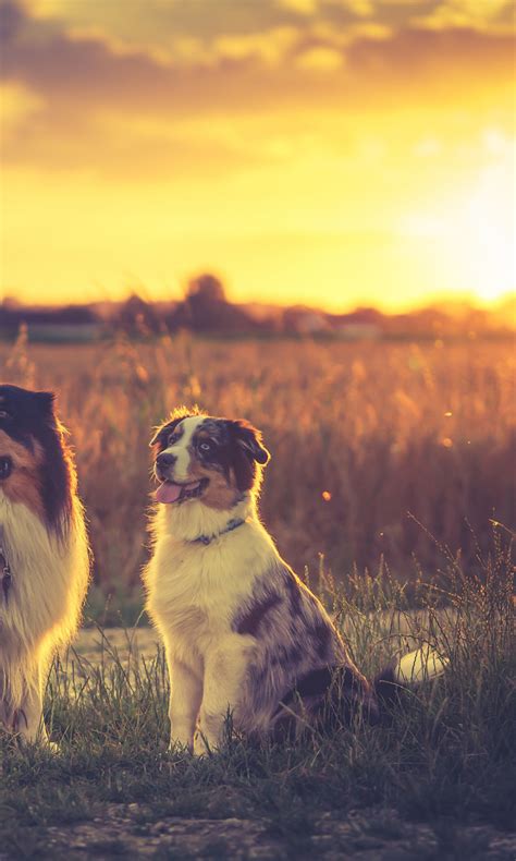 1200x2000 Resolution Australian Shepherds 1200x2000 Resolution