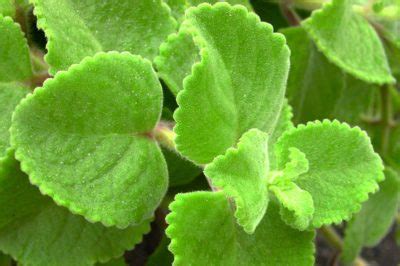 Plectranthus Le Gros Thym Aromatique Et M Dicinal Tahiti Heritage