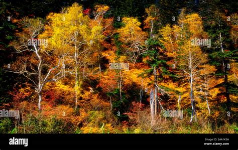 Japanese Fall Foliage Stock Photo - Alamy