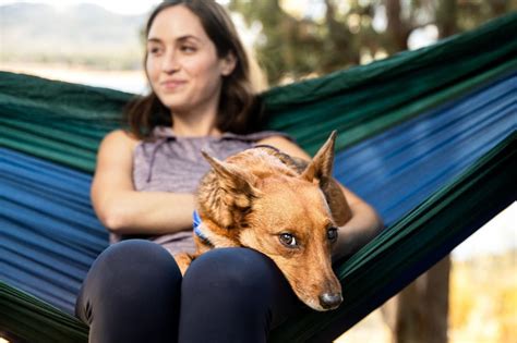 Vai tirar férias e viajar Confira algumas dicas para levar seu pet