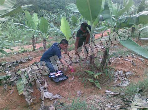 Baja Bio Organik Tonmai Lawatan Ke Ladang Tanaman Pisang Termeloh Pahang