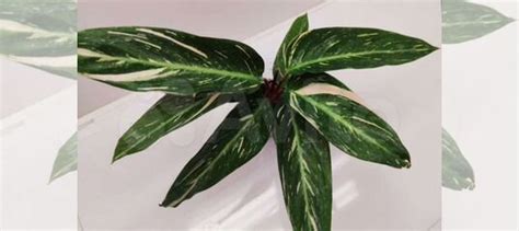 Комнатные растения купить в Кемерово | Товары для дома и дачи | Авито