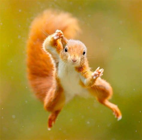 PsBattle: Jumping Squirrel : photoshopbattles