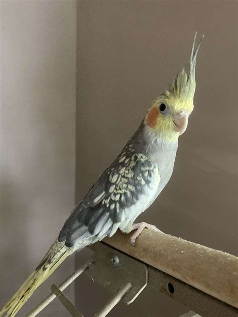cockatiel pearl male