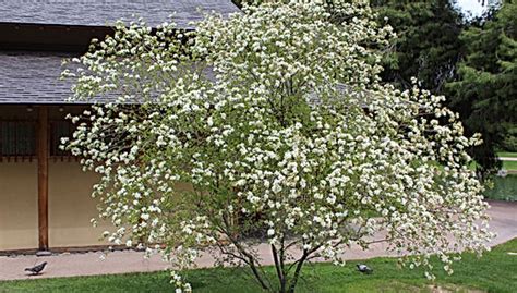 Anacacho Orchid Tree Bauhinia Lunarioides Rana Oneil