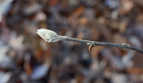 Plant Stem Pussy Willow Plant Bud Vulnerability Twig Focus On