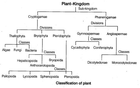 Neet Biology Notes Plant Kingdom Cbse Tuts