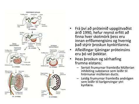 Ppt Sry Sex Determining Region Of The Y Chromosome Powerpoint Presentation Id
