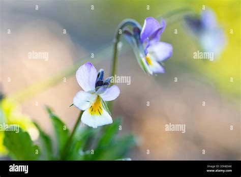 Jack Jump Up And Kiss Me High Resolution Stock Photography and Images ...