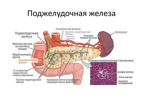 Очищение организма - online presentation