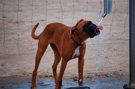 Qu Es Mejor Para Alimentar A Un Perro Con Diarrea