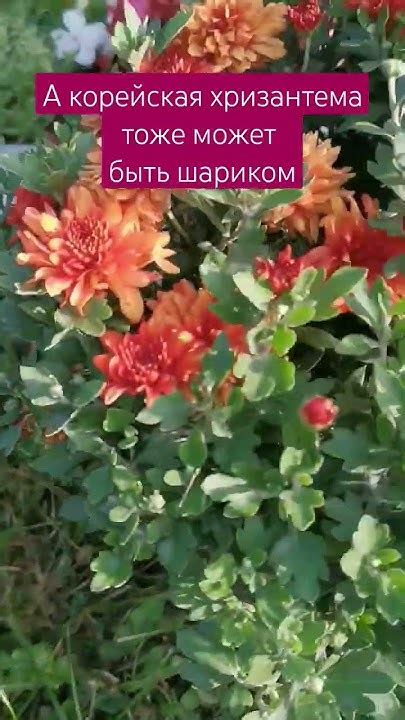 Шарик из корейской хризантемы #хризантемакорейская #черенки # ...