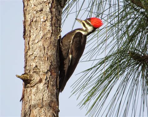 Joan and Dan's Birding Blog: Pileated Woodpecker
